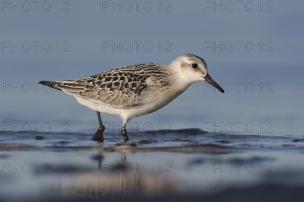 Sanderling (Calidris alba) foraging, Mecklenburg-Western Pomerania, Germany