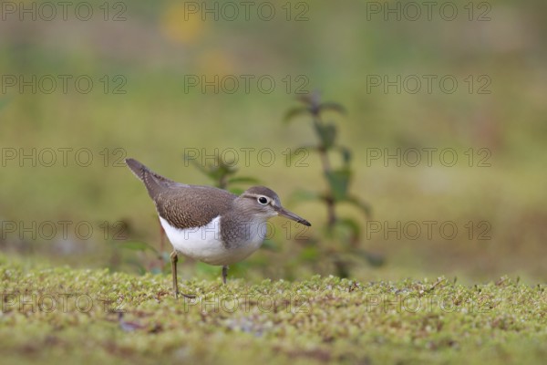 Common Sandpiper (Actitis hypoleucos) foraging, North Rhine-Westphalia, Germany