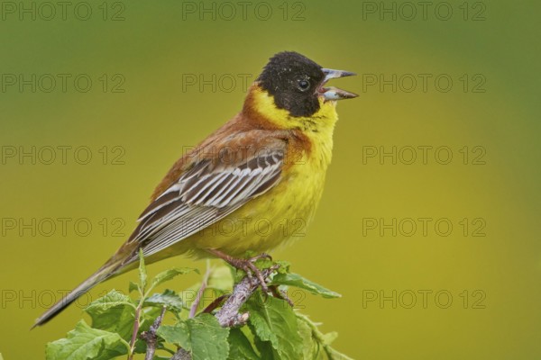 Black-headed Bunting (Emberiza melanocephala) male singing, Armenia