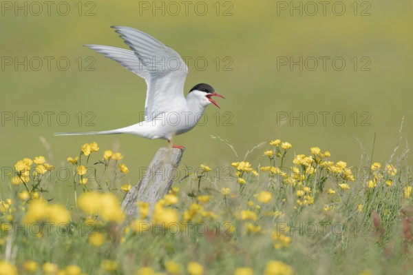 Arctic Tern (Sterna paradisaea) calling, perched on a pole in a flowering meadow, Iceland