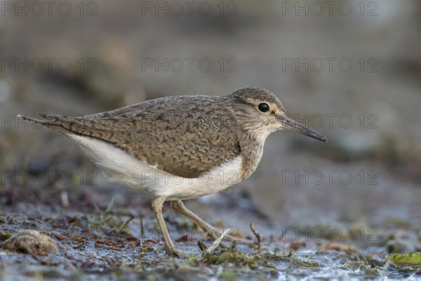 Common Sandpiper (Actitis hypoleucos), North Rhine-Westphalia, Germany