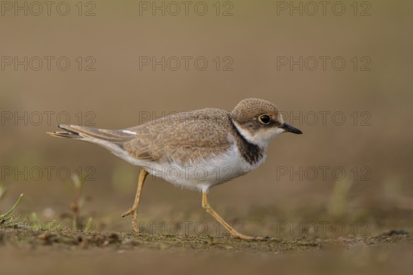 Little Ringed Plover (Charadrius dubius) juvenile, North Rhine-Westphalia, Germany