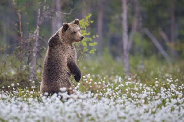 Eurasian Brown Bear (Ursus arctos) standing in white cottongrass, Finland