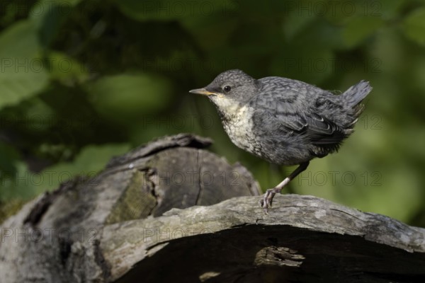 White-throated Dipper (Cinclus cinclus) juvenile foraging, North Rhine-Westphalia, Germany
