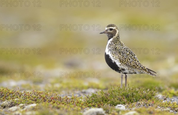 European Golden Plover (Pluvialis apricaria) perched on the ground, Iceland