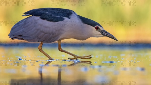 Black-crowned Night Heron (Nycticorax nycticorax) foraging, Hungary