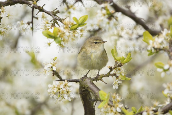 Common Chiffchaff (Phylloscopus collybita) perched on flowering Blackthorn (Prunus spinosa), Mecklenburg-Western Pomerania, Germany