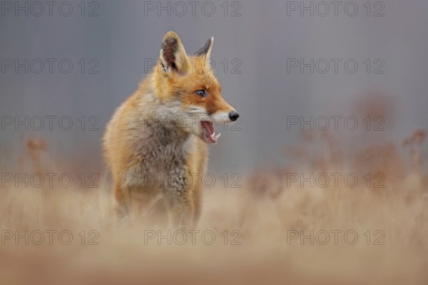 Red fox with open muzzle. Cute Red Fox, Vulpes vulpes, on the meadow. Beautiful animal in the nature habitat. Orange fox, detail portrait, Czech. Wildlife scene from the nature