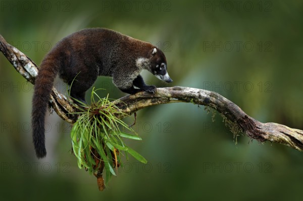 Raccoon, Procyon lotor, on the tree in National Park Manuel Antonio, Costa Rica. Animal in the forest. Raccoon with long tail. Mammal in the nature habitat. Animal from tropic Costa Rica
