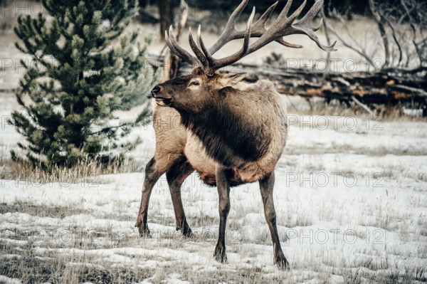 Wildlife on a winter road trip on the Icefields Parkway with lots of snow and ice, Banff National Park, Jasper National Park, Alberta, Canada