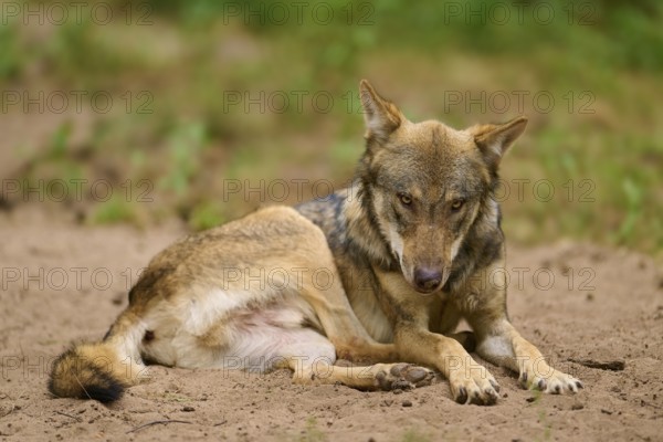Wolf (Canis lupus), lying wolf looking down with expressive facial expression, sitting on sandy ground, Germany