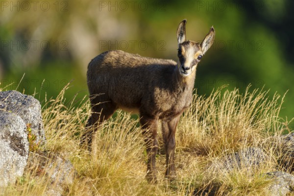 A young chamois stands attentively on a summer meadow full of grass, chamois, chamois, (Rupicapra rupicaprae), fawn, wildlife, Vosges, France