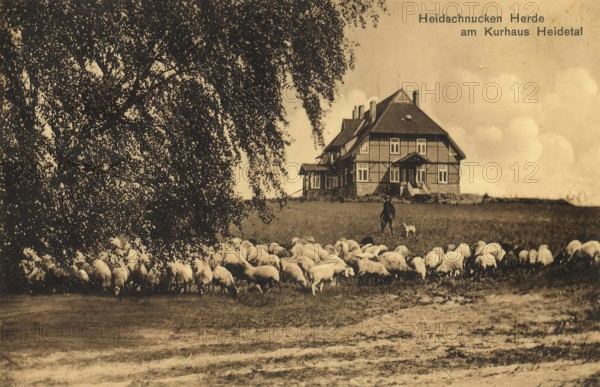 Historical postcard, picture postcard, Heidschnucken herd at the spa hotel Heidetal, Lower Saxony, Germany, digitally enhanced reproduction of an original from around 1900, picture postcard