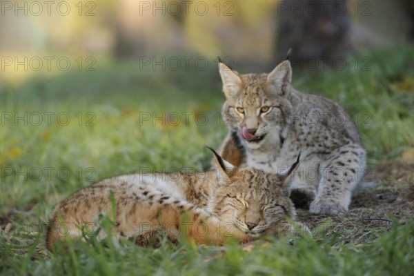 Sweet dreams... Eurasian lynx (Lynx lynx), playful adolescent cubs teasing each other, funny, meaningful moment, series of funny animal pictures, captive, native nature, Germany, Western Europe