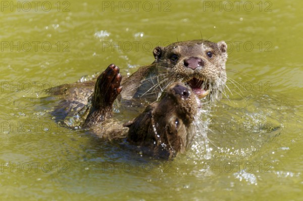 Two otters playing in the water, one with raised paw, European otter (Lutra lutra) Germany