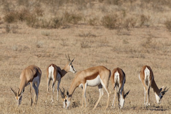 Springboks (Antidorcas marsupialis), group of adults, feeding on dry grass, Kalahari desert, Kgalagadi Transfrontier Park, Northern Cape, South Africa