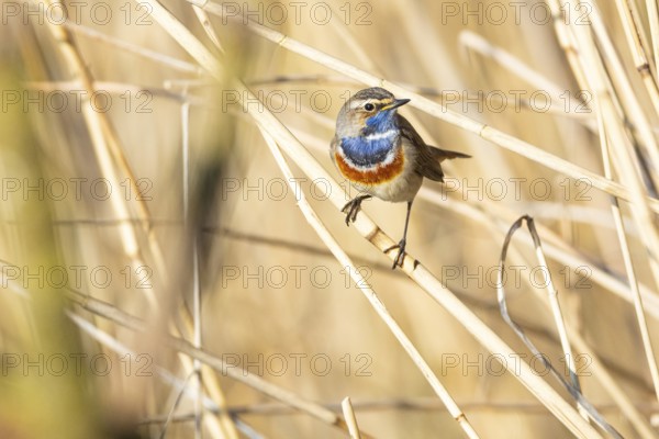 Bluethroat (Luscinia svecica cyanecula) ml Germany