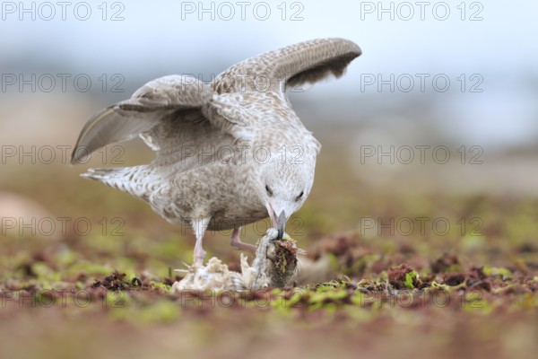 European Herring Gull (Larus argentatus), Mecklenburg-Western Pomerania, Germany