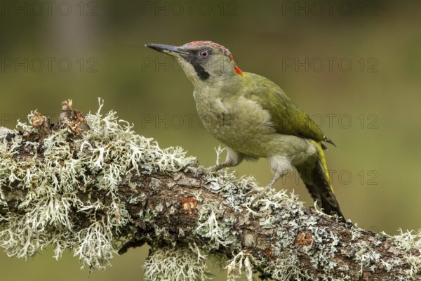European Green Woodpecker (Picus viridis), adult female perched on a tree, Castilla Leon, Spain
