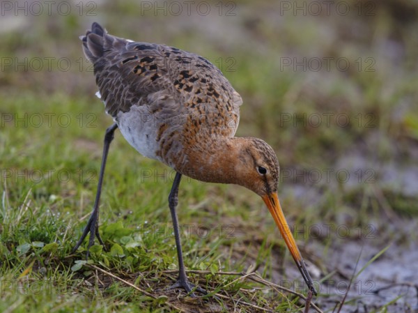 Black-tailed Godwit (Limosa limosa), Netherlands