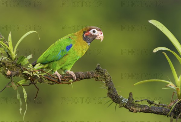 Brown-hooded-Parrot (Pyrilia haematotis) - at Laguna Lagarto Lodge near Boca Tapada, Costa Rica