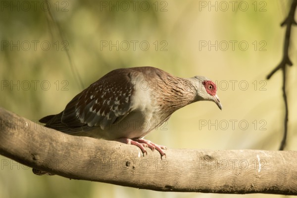 Speckled Pigeon (Columba guinea), Gambia