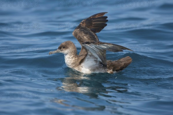 Black-vented Shearwater Puffinus opisthomelas San Diego, California, United States 14 September Adult Procellariidae