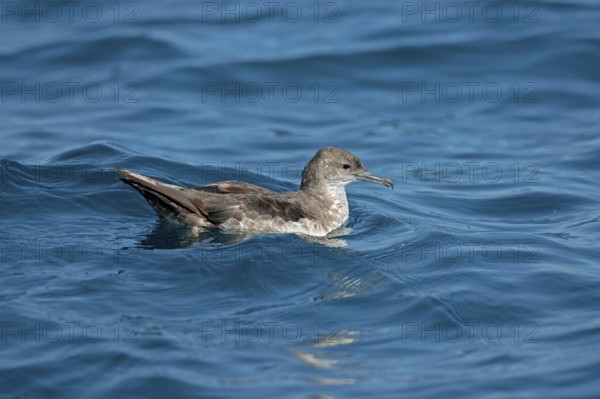Black-vented Shearwater Puffinus opisthomelas San Diego, California, United States 14 September Adult Procellariidae