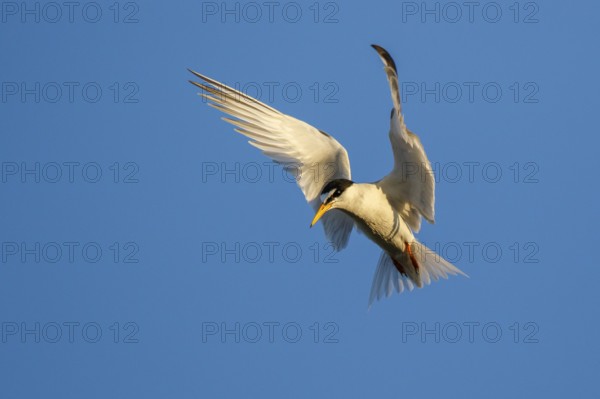 Little Tern (Sternula albifrons) flying, Greece