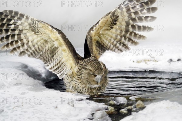 Blakiston's fish owl, Bubo blakistoni, largest living species of owl, fish owl, a sub-group of eagle. Bird hunting in cold water. Wildlife scene, winter Hokkaido, Japan. River bird with open wings