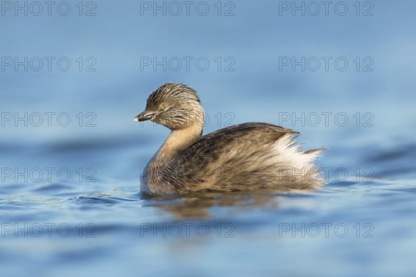 Hoary-headed Grebe (Poliocephalus poliocephalus), Victoria, Australia
