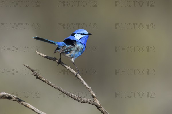 Splendid Fairywren (Malurus splendens callainus) male, Victoria, Australia