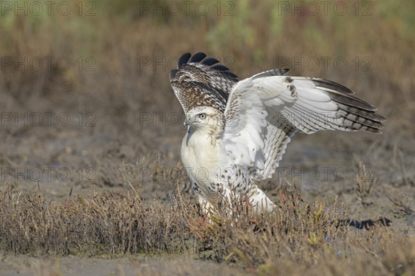Red-tailed Hawk (Buteo jamaicensis) perched on the ground, Texas, USA