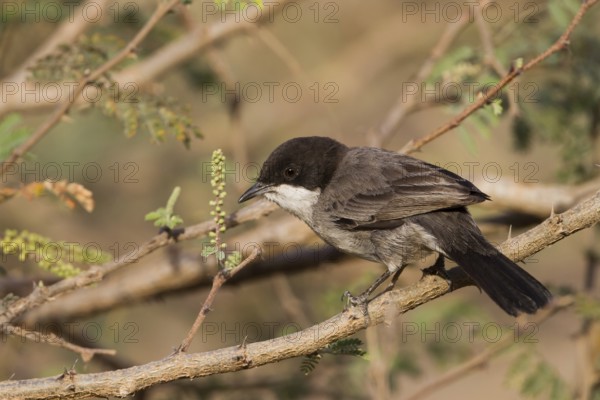 Arabian Warbler (Sylvia leucomelaena) perched on a branch, Oman