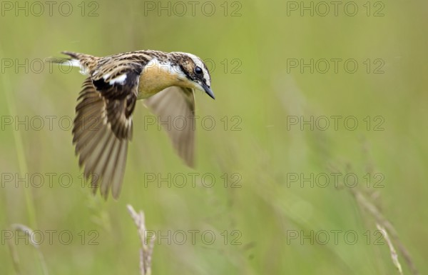Whinchat (Saxicola rubetra) flying, Saxony-Anhalt, Germany