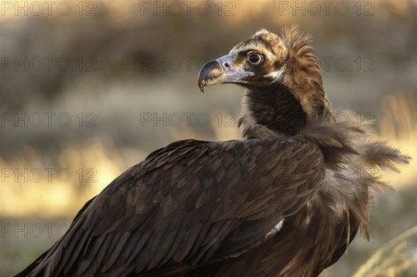 Cinereous Vulture (Aegypius monachus) portrait, Castile and Leon, Spain