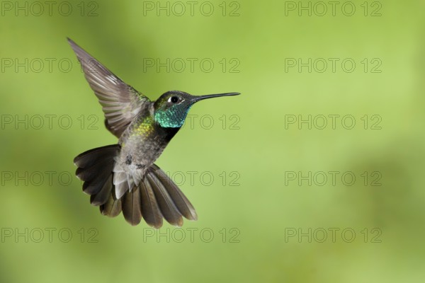Rivoli's Hummingbird Eugenes fulgens Madera Canyon, Santa Cruz Co., Arizona, USA 17 May Adult Male Trochilidae