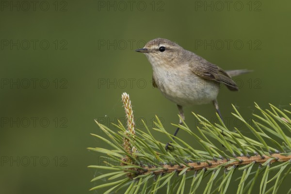 Siberian Chiffchaff - Taigazilpzalp - Phylloscopus tristis, Russia (Ural)