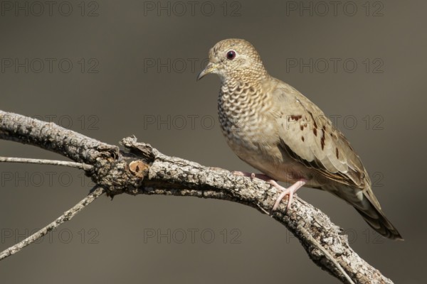Common Ground-Dove (Columbina passerina) perched on a branch in the grasslands of Guyana