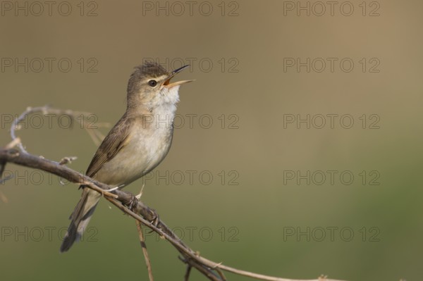 Blyths Reed Warbler - Buschrohrsänger - Acrocephalus dumetorum, Russia (Ural)