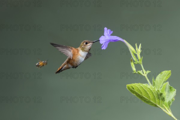 Rufous Hummingbird Selasphorus rufus Tucson, Pima County, Arizona, United States 25 August Immature Male with Honey Bee. Trochilidae