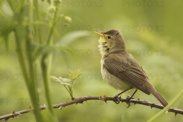 Melodious Warbler (Hippolais polyglotta) singing, Saarland, Germany