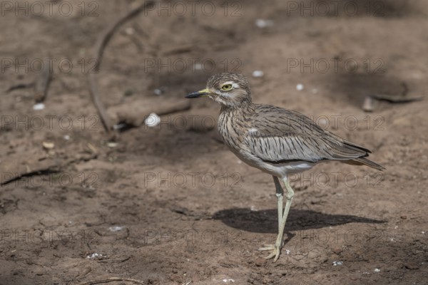 Senegal Thick-knee (Burhinus senegalensis), Senegal