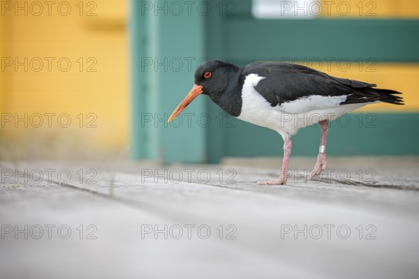 Eurasian Oystercatcher (Haematopus ostralegus), Schleswig-Holstein, Germany