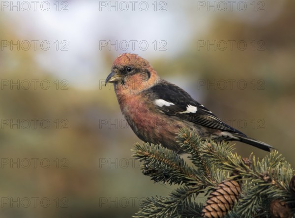 A male White-winged Crossbill, Loxia leucoptera, perched atop a spruce tree in Saskatoon, Saskatchewan