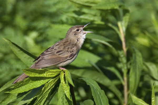 Common Grasshopper Warbler (Locustella naevia), Lake Neusiedl, Austria