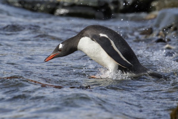 Gentoo Penguin (Pygoscelis papua) perched on a rocky beach on South Georgia Island