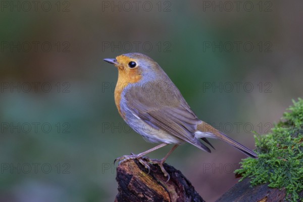 European Robin (Erithacus rubecula) perched on a branch, North Rhine-Westphalia, Germany
