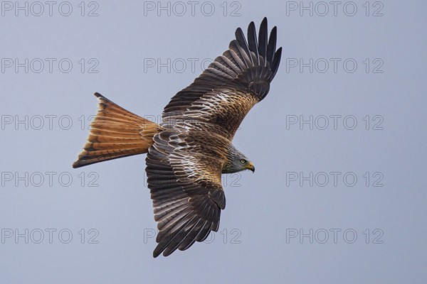 Red Kite (Milvus milvus) flying, Hesse, Germany