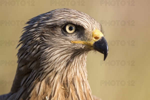 Black Kite (Milvus migrans), Madrid, Spain